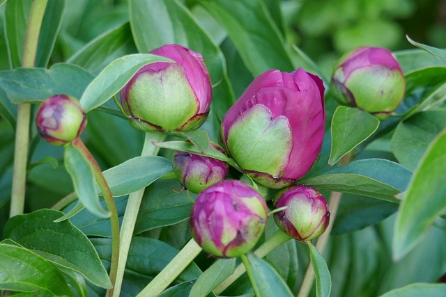 Free Peonies Bud photo and picture