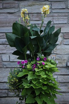 Free Flowers Garden photo and picture