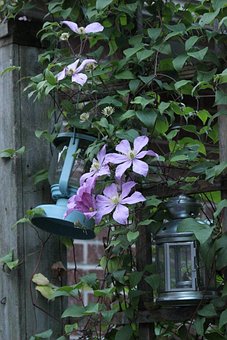 Free Flowers Buds photo and picture