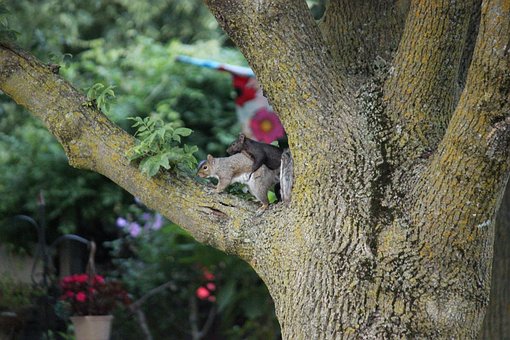 Free Squirrels Rodents photo and picture