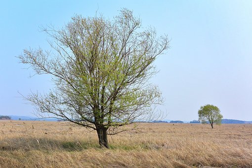 Willow, Drzewo, Stroiki, Łąka, Charakter