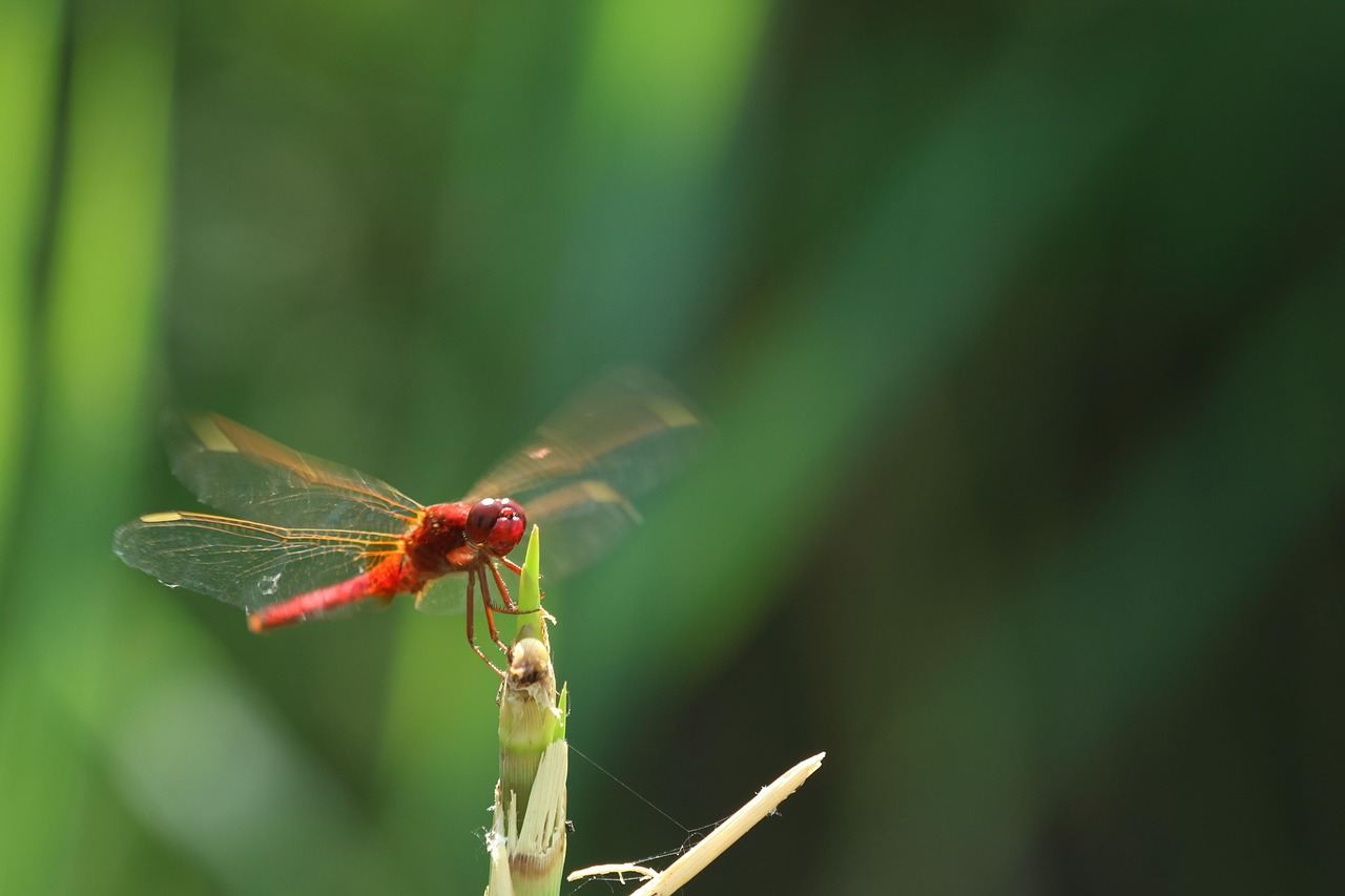 Dragonfly Insect Macro - Free photo on Pixabay - Pixabay