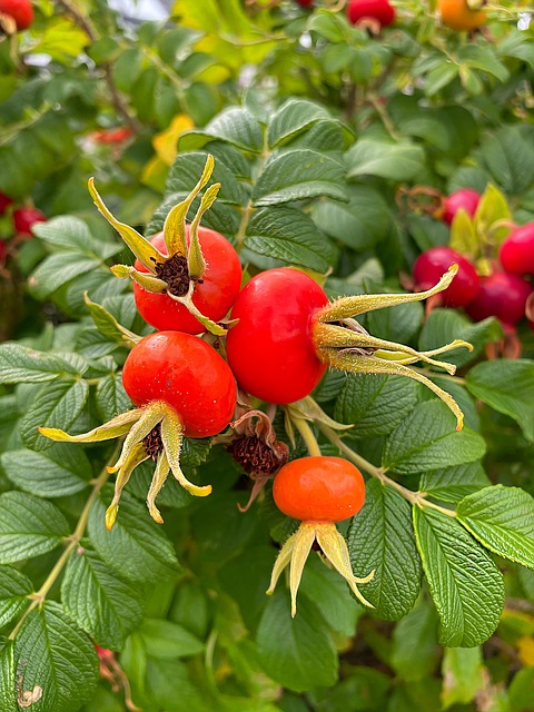Free Rosehip Fruit photo and picture