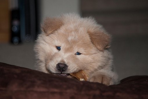 Free Puppy Cute Dog photo and picture