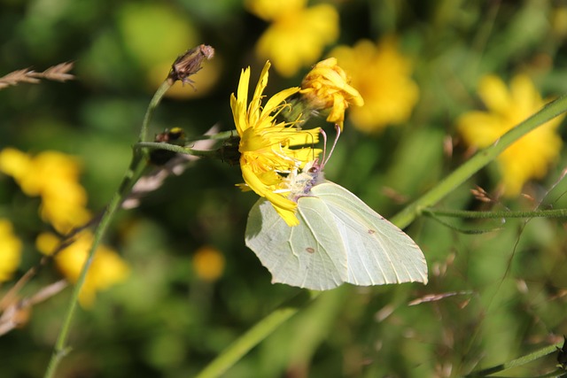 Free Wood White Butterfly photo and picture