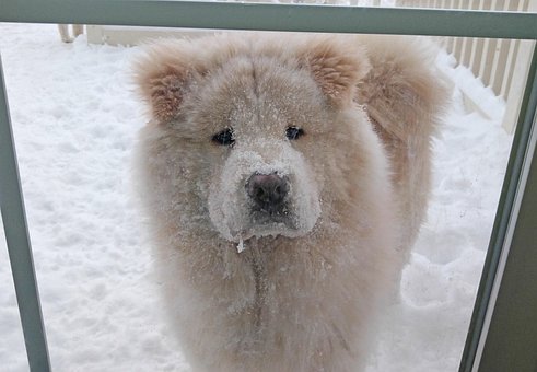 Free Chow Chow Winter photo and picture