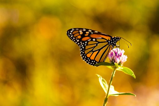 Free Butterfly Flower photo and picture