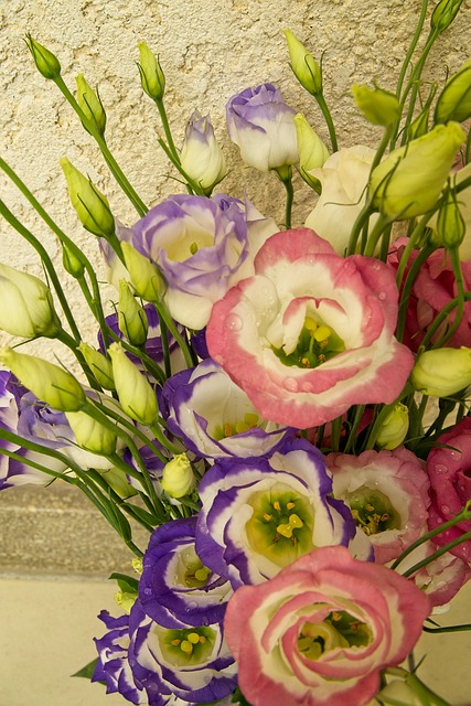 Free Lily Flower photo and picture