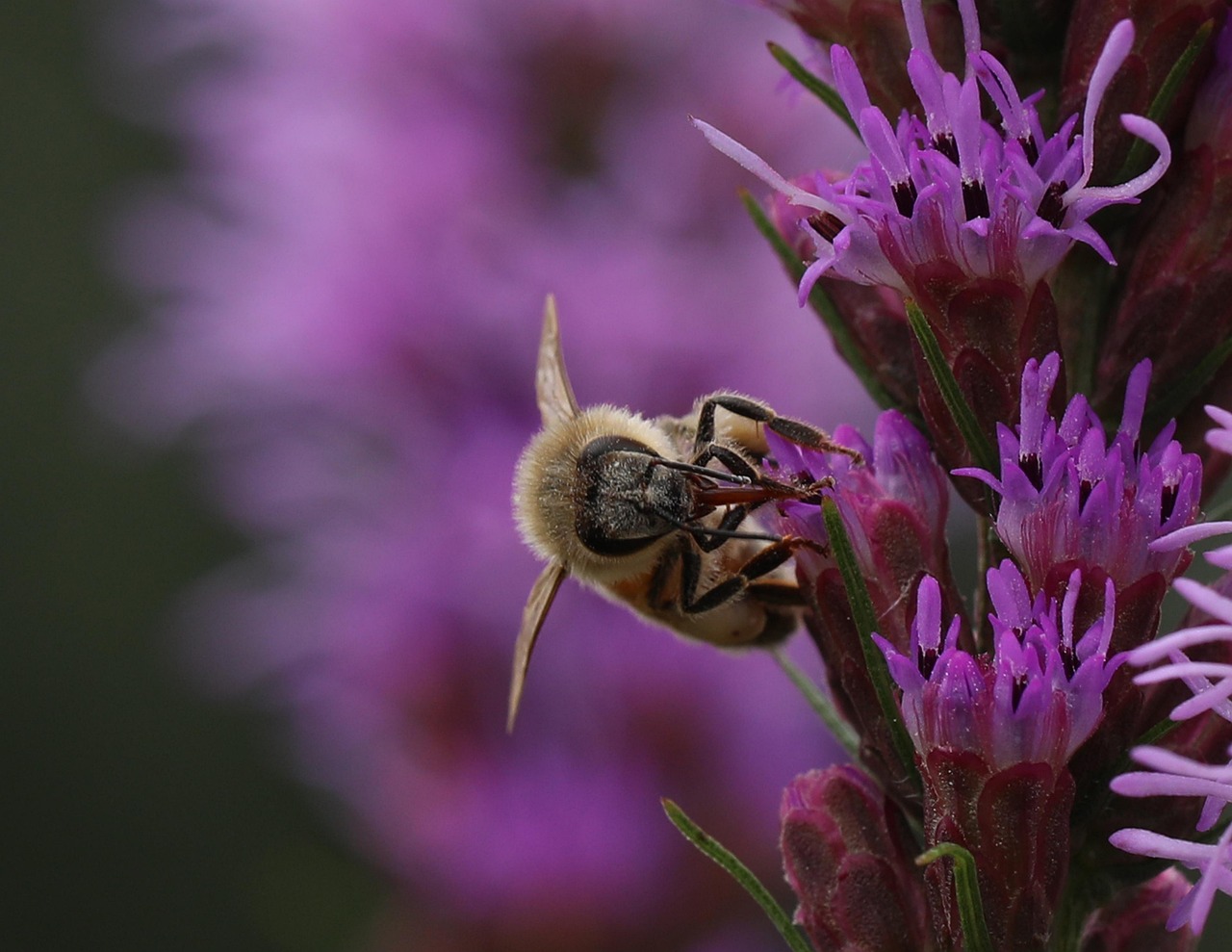Bee Insect Flowers Honey Free photo on Pixabay Pixabay