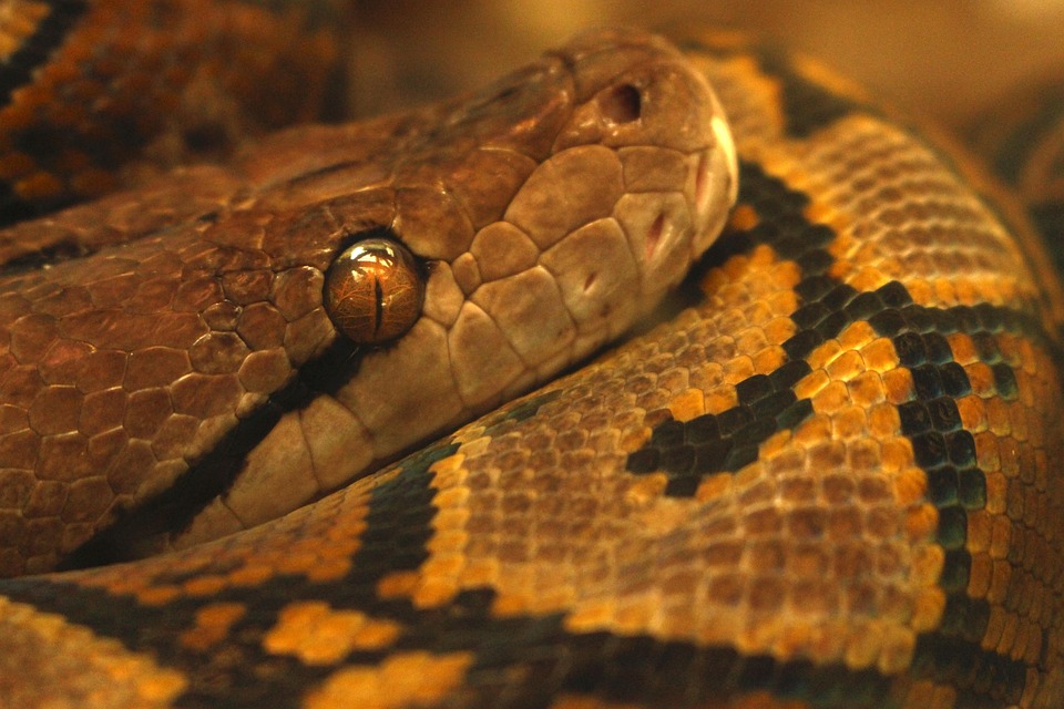 蛇 Python 爬虫 - Pixabay上的免费照片 - Pixabay