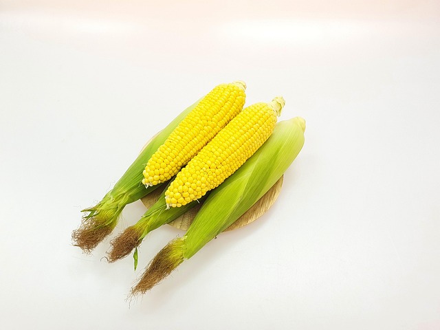 Free Corn Harvest photo and picture