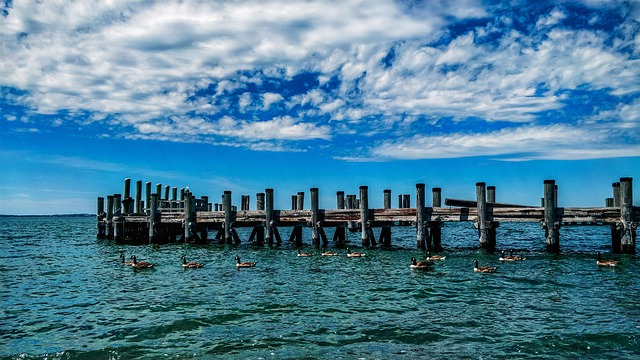 Free Sea Birds photo and picture