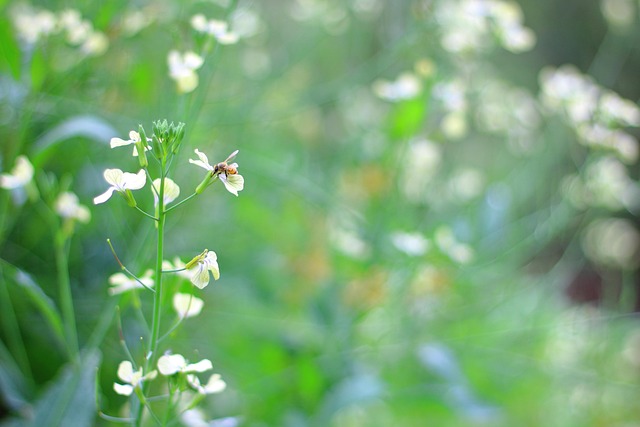 Free Bee Flowers photo and picture