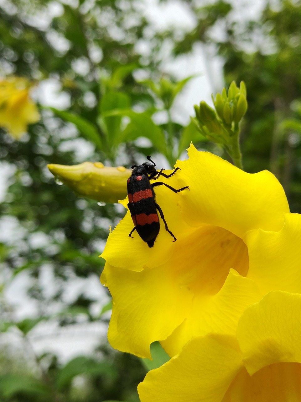 Beetle Pollination Flower Free photo on Pixabay Pixabay