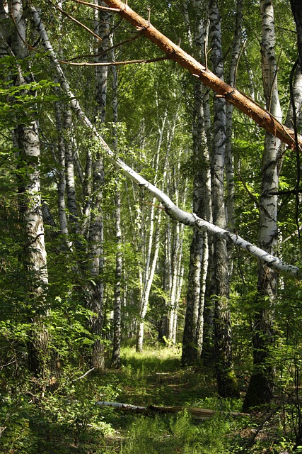 Free Forest Trees photo and picture