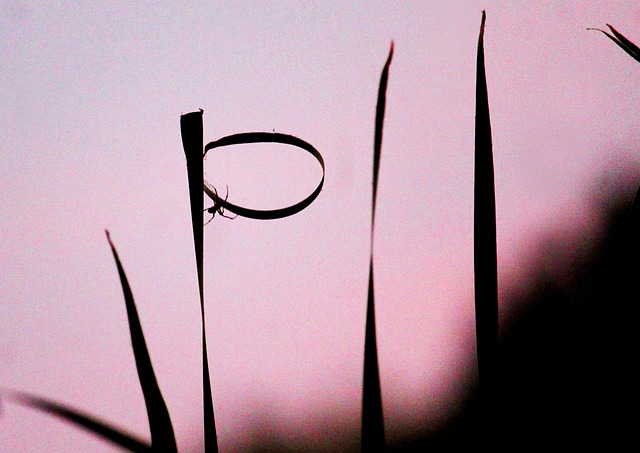 Free Spider Evening photo and picture