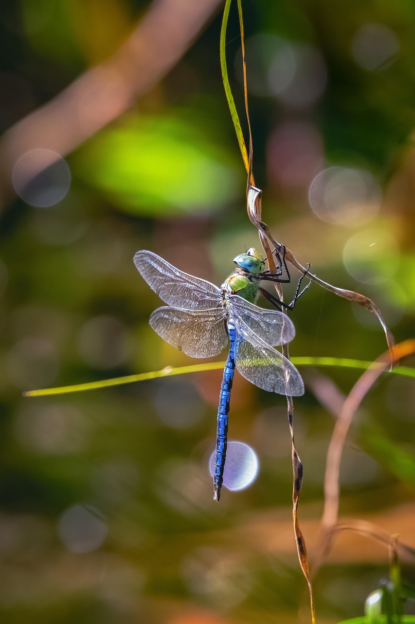 Free Dragonfly Insect photo and picture