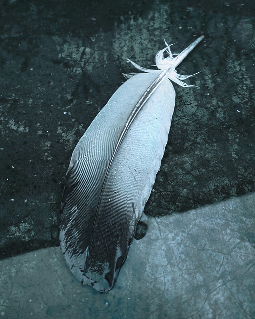 Free Feather Quill photo and picture