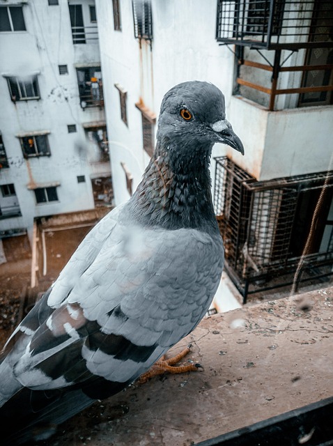 Free Bird Pigeon photo and picture