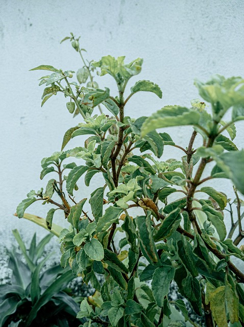 Free Plants Leave photo and picture