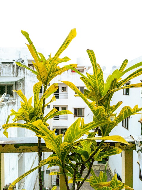 Free Plants Codiaeum Variegatum photo and picture