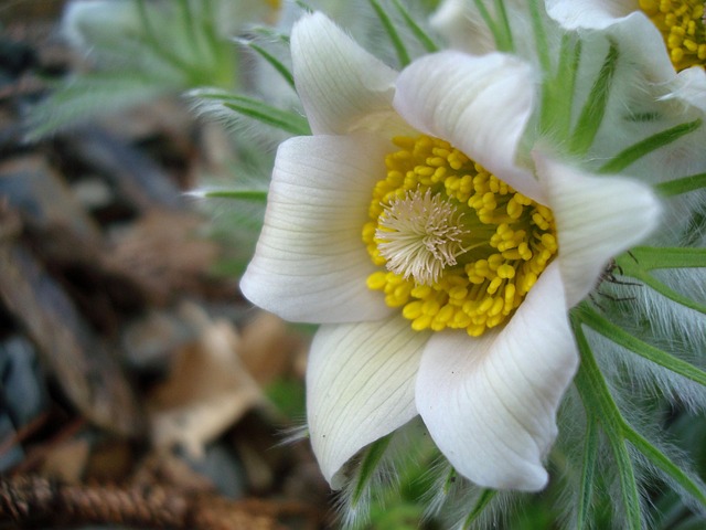 Free Alpine Pasqueflower Flower photo and picture