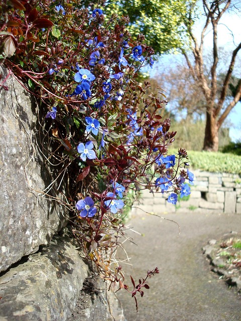 Free Garden Flower photo and picture