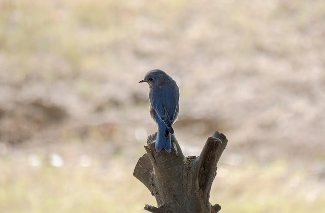 Free Bird Perched photo and picture