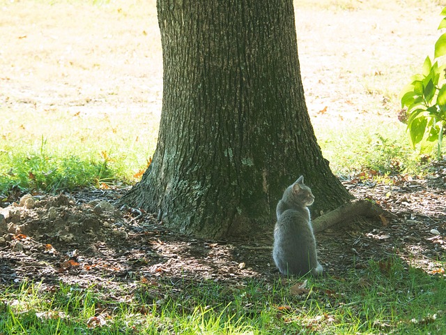 Free Cat Rest photo and picture