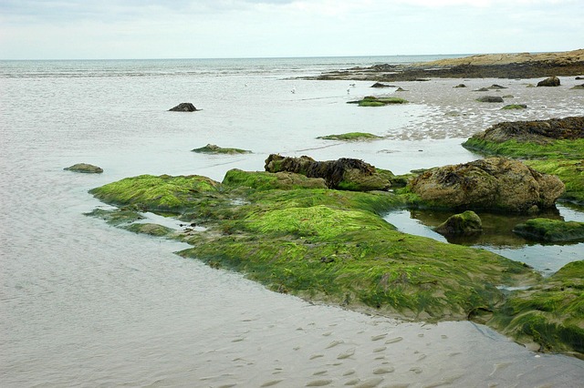 Free Sea Beach photo and picture
