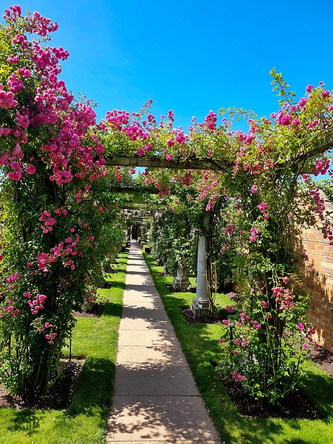Patio Roses Uk Anglais Rose Davidaustinroses - Photo gratuite sur Pixabay - Pixabay