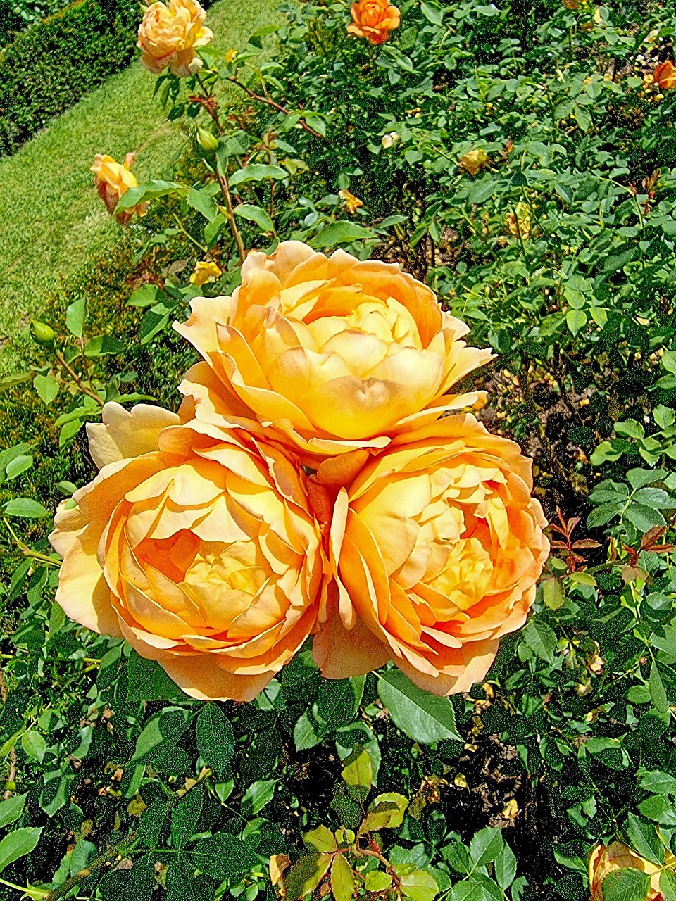 Hd English Roses Englishrose Davidaustinroses Rose - Free photo on Pixabay - Pixabay