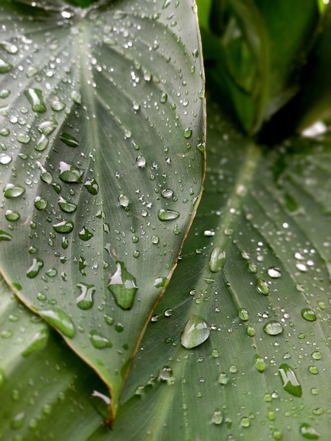 Free Leaves Raindrop photo and picture