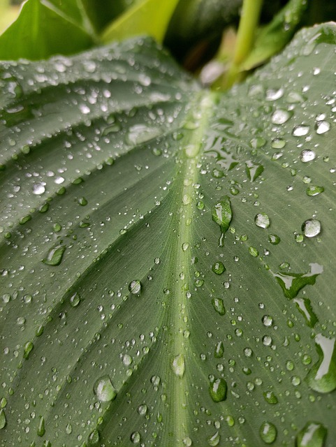 Free Raindrop Green photo and picture