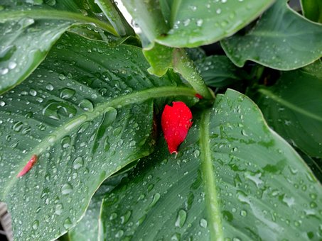 Free Raindrop Green photo and picture