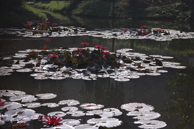 Lotus, See, Teich