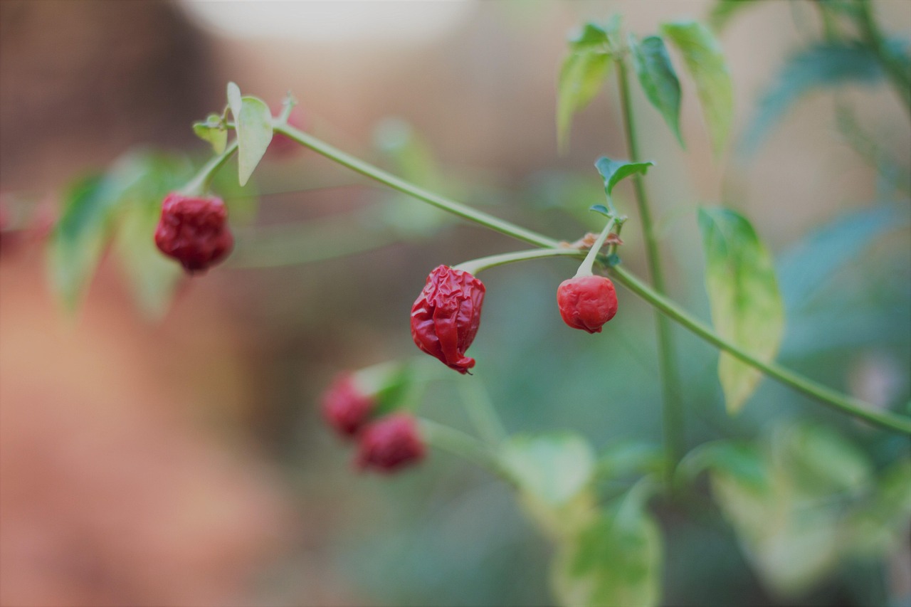 Pepper Tree Ingredients Free photo on Pixabay Pixabay