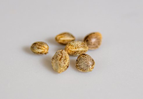 Marijuana, Marijuana Seeds, Cannabis