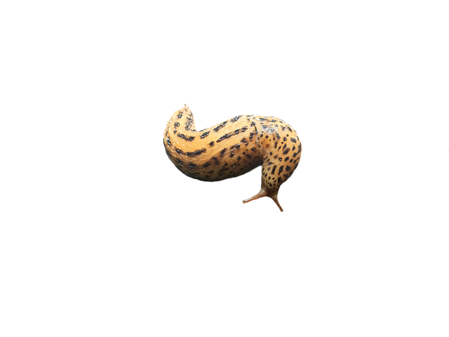 Free Slug Transparent illustration and picture