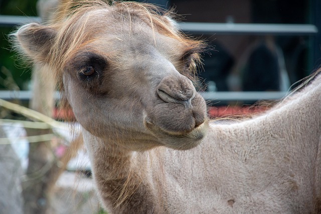 Free Camel Dromedary photo and picture