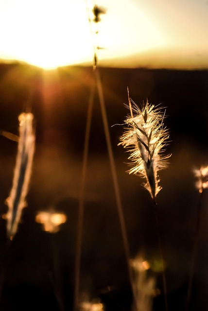 Free Nature Sunlight photo and picture