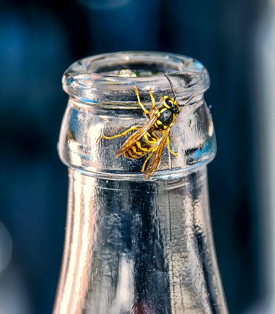Free Wasp Bottle photo and picture