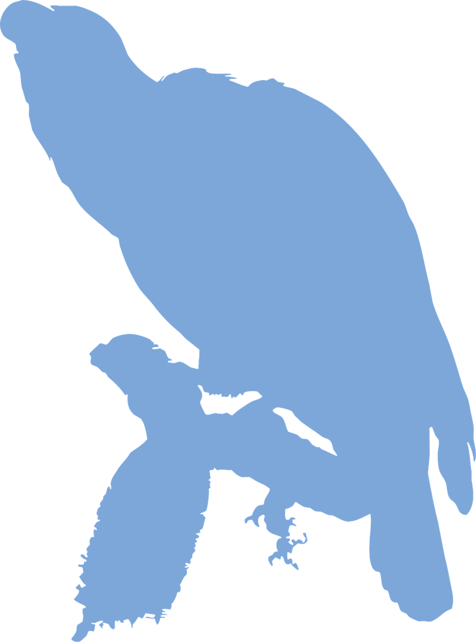 Eclectus silhouette perched free vector graphic on pixabay