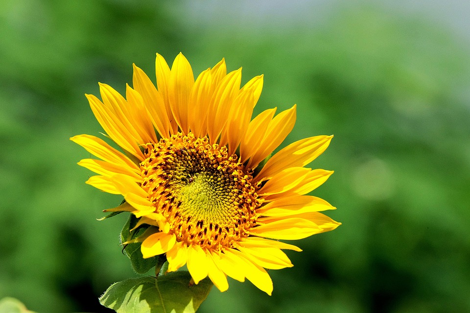 Sunflower Flower Yellow - Free photo on Pixabay - Pixabay
