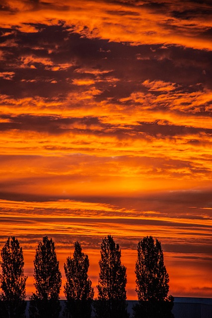 Free Trees Clouds photo and picture