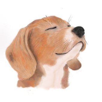 Free Dog Animal illustration and picture