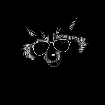 Free Raccoon Animal photo and picture