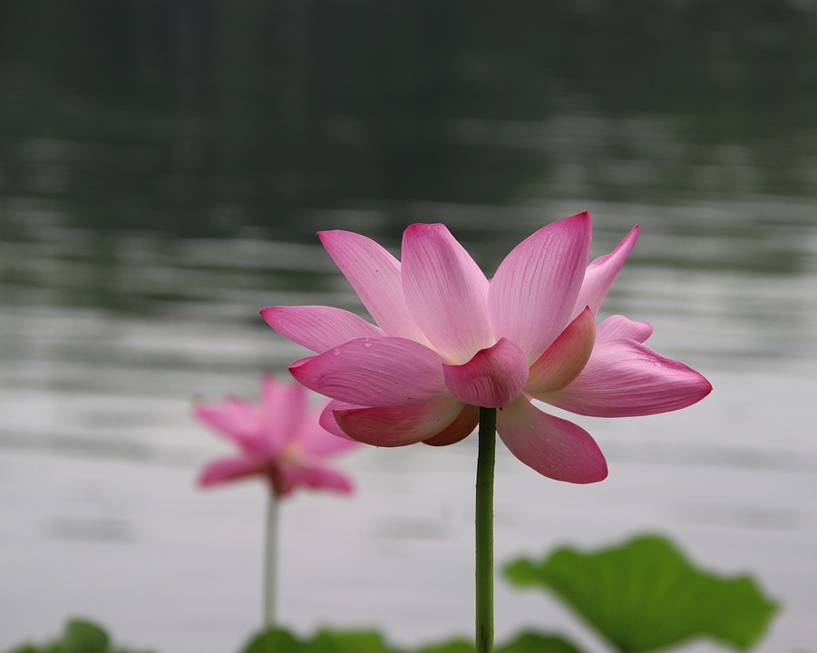 Lotus Flower Pink - Free photo on Pixabay