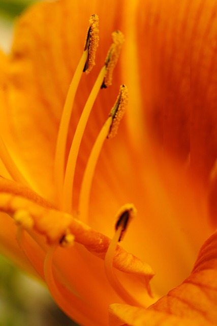 Free Flower Plants photo and picture