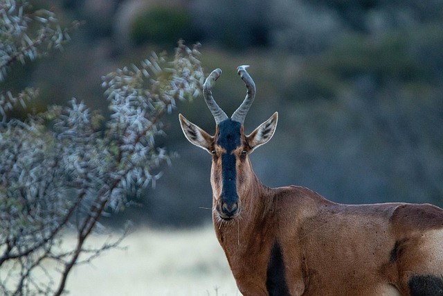 Free Antelope Nature photo and picture
